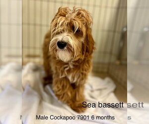 Cockapoo Dogs for adoption in Studio City, CA, USA