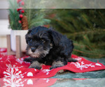 Small Photo #22 Mutt-Schnauzer (Miniature) Mix Puppy For Sale in DOVER, PA, USA