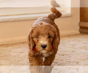 Goldendoodle (Miniature) Puppy for sale in ROY, UT, USA