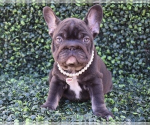 French Bulldog Puppy for sale in LAS VEGAS, NV, USA