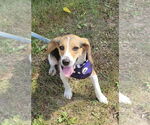 Small #3 Beagle Mix