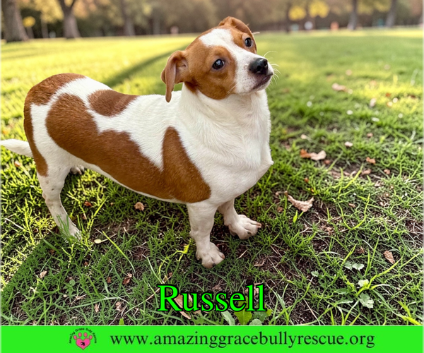 Medium Photo #1 Jack Russell Terrier-Unknown Mix Puppy For Sale in Milton, FL, USA