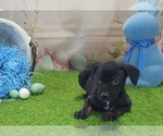 Small #4 Catahoula Leopard Dog