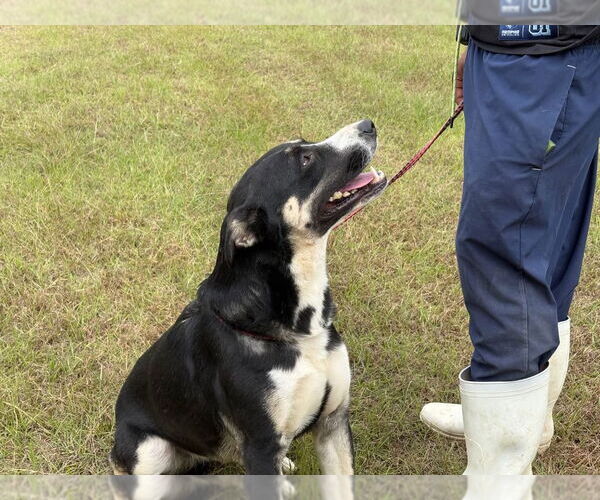 Medium Photo #5 Siberian Husky-Unknown Mix Puppy For Sale in Rockaway, NJ, USA