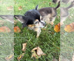 Scruffy & Zeus- bonded pair - Male Chihuahua-Unknown Mix Dog for Adoption - Photo #5