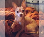 Small Chihuahua