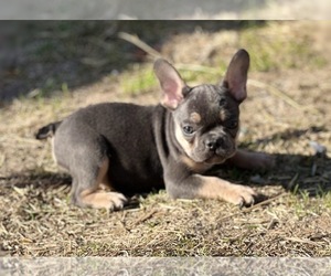 French Bulldog Puppy for sale in SACRAMENTO, CA, USA