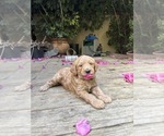 Small #33 Goldendoodle