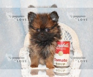 Pomeranian Puppy for sale in SANGER, TX, USA