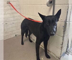 German Shepherd Dog Dogs for adoption in San Bernardino, CA, USA