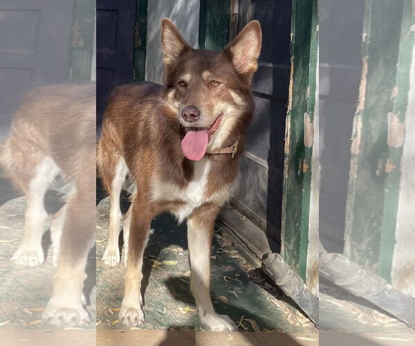 Medium Photo #1 Siberian Husky Puppy For Sale in Woodland, CA, USA