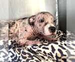 Small #5 American Pit Bull Terrier Mix