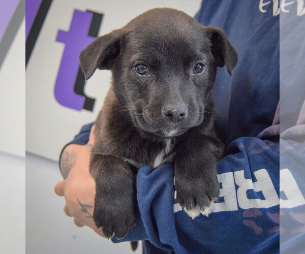 Medium Photo #3 Golden Retriever-Unknown Mix Puppy For Sale in Huntley, IL, USA