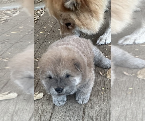 Medium Photo #2 Chow Chow Puppy For Sale in FONTANA, CA, USA