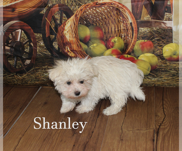 Medium Photo #6 Maltese Puppy For Sale in CHANUTE, KS, USA