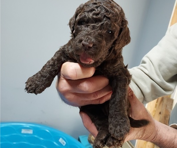 Medium Photo #2 Labradoodle Puppy For Sale in KALKASKA, MI, USA