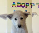 Small #2 Labrador Retriever-Siberian Husky Mix