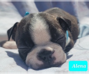 Boston Terrier Puppy for sale in POMEROY, OH, USA