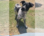 Small #2 Mutt