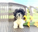 Small #1 Cavapoo (Toy)
