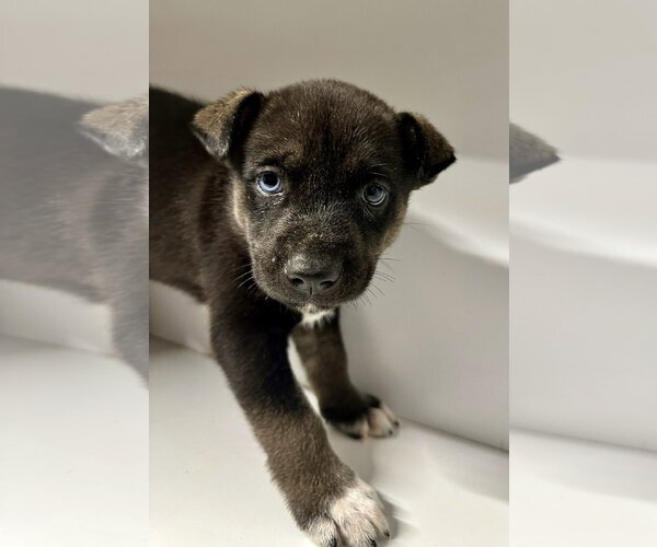 Medium Photo #4 Labrador Retriever-Unknown Mix Puppy For Sale in San Diego, CA, USA