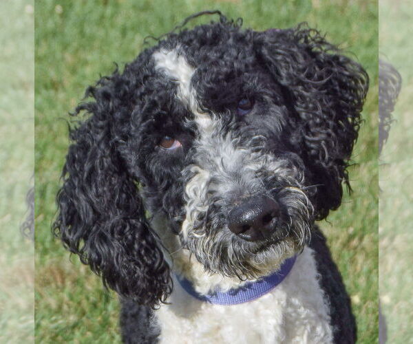 Medium Photo #1 Mutt Puppy For Sale in Huntley, IL, USA