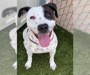 Medium American Pit Bull Terrier Mix