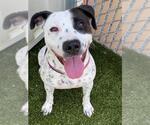 Small American Pit Bull Terrier Mix