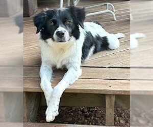 Border Collie-Unknown Mix Dogs for adoption in Mount Airy, NC, USA