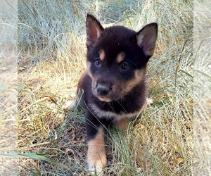 Shiba Inu Puppy for sale in AINSWORTH, NE, USA