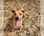 Small #4 Mountain Cur Mix