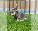 Small #3 French Bulldog