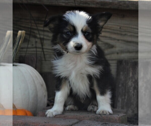 Medium Photo #1 Miniature Australian Shepherd Puppy For Sale in STRASBURG, PA, USA