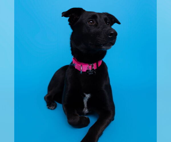 Medium Photo #7 Pointer-Unknown Mix Puppy For Sale in Fargo, ND, USA