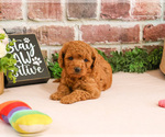 Small #4 Cavapoo (Miniature)