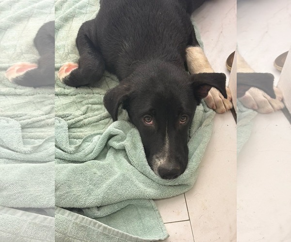 Medium Photo #3 Labrador Retriever-Unknown Mix Puppy For Sale in Wetumpka, AL, USA