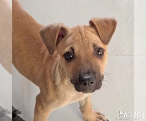 Archie - Male Labrador Retriever-Unknown Mix Dog for Adoption - Photo #4