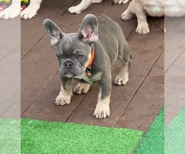 Medium Photo #4 French Bulldog Puppy For Sale in LAKE CITY, FL, USA