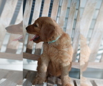 Small Photo #6 Irish Doodle Puppy For Sale in PRINCEVILLE, IL, USA