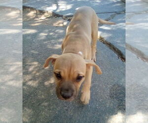 Medium Bulldog Mix
