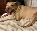 Small #28 American Pit Bull Terrier Mix
