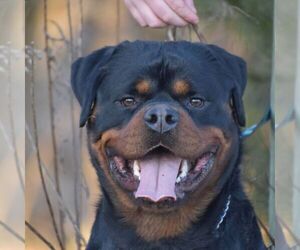 Father of the Rottweiler puppies born on 12/18/2023
