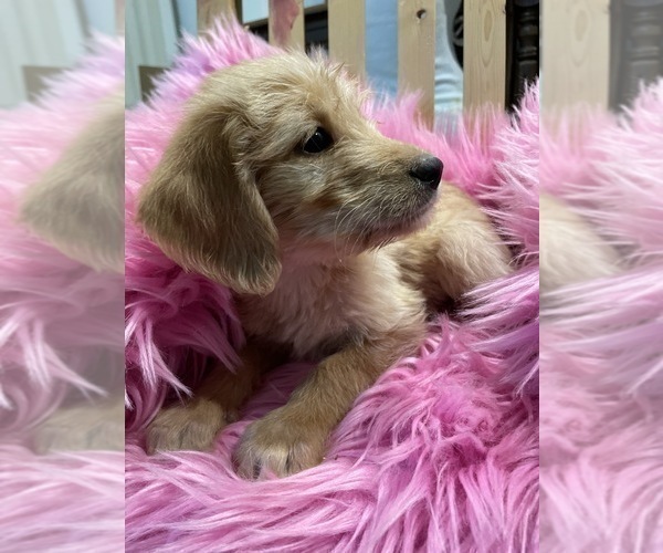 Medium Photo #45 Labradoodle Puppy For Sale in LOS ANGELES, CA, USA