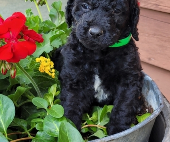 Medium Photo #1 Goldendoodle Puppy For Sale in GOSHEN, IN, USA