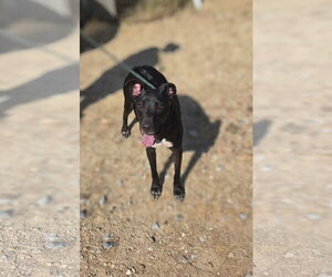 Leo - Male Labrador Retriever-Unknown Mix Dog for Adoption - Photo #3