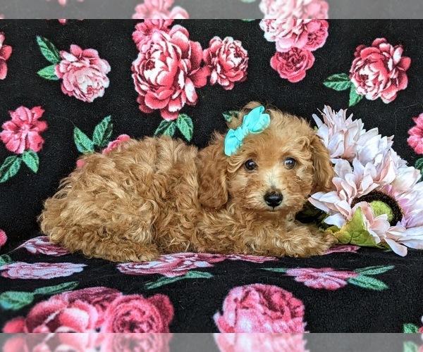 Medium Photo #1 Poodle (Toy) Puppy For Sale in CHRISTIANA, PA, USA