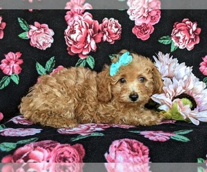 Poodle (Toy) Puppy for sale in CHRISTIANA, PA, USA