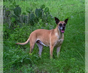 Chloe Sunshine - Female Great Dane-Unknown Mix Dog for Adoption - Photo #6