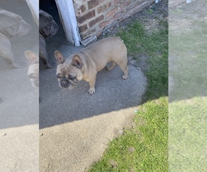 Mother of the French Bulldog puppies born on 12/31/2022