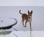 Small #5 Saluki-Whippet Mix